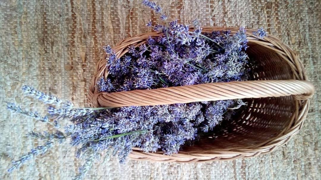 Soba Lavanda كلادوفو المظهر الخارجي الصورة