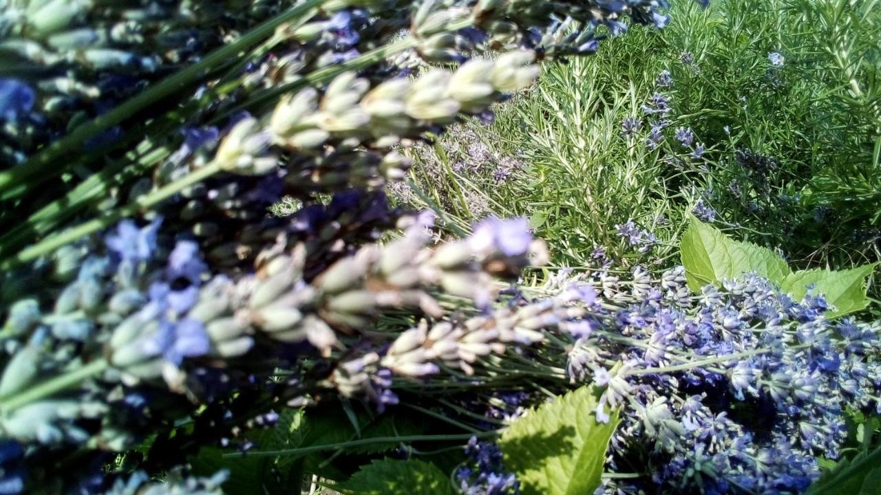 Soba Lavanda كلادوفو المظهر الخارجي الصورة